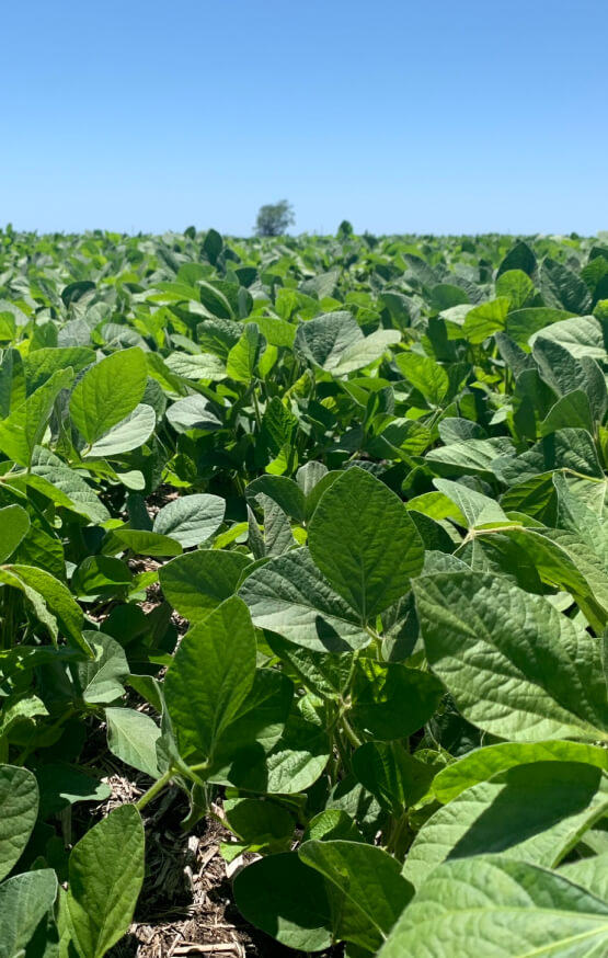 Somos un equipo multidisciplinario de científicos, biotecnólogos y agrónomos