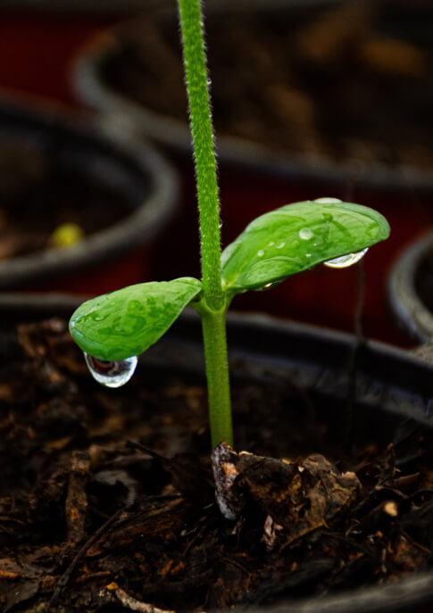 Bioinsumos del futuro, de fósiles vivientes.