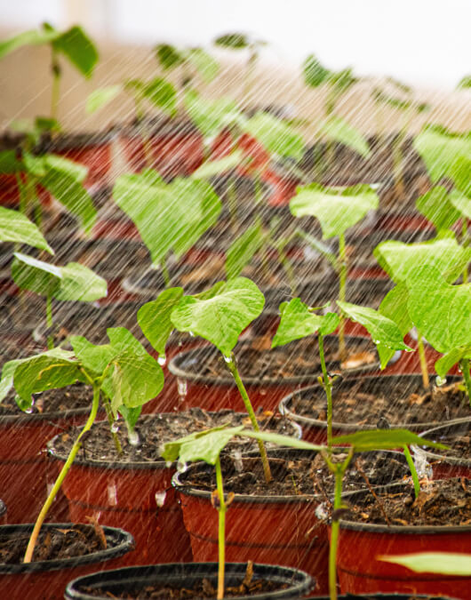 Bioinsumos del futuro, de fósiles vivientes.