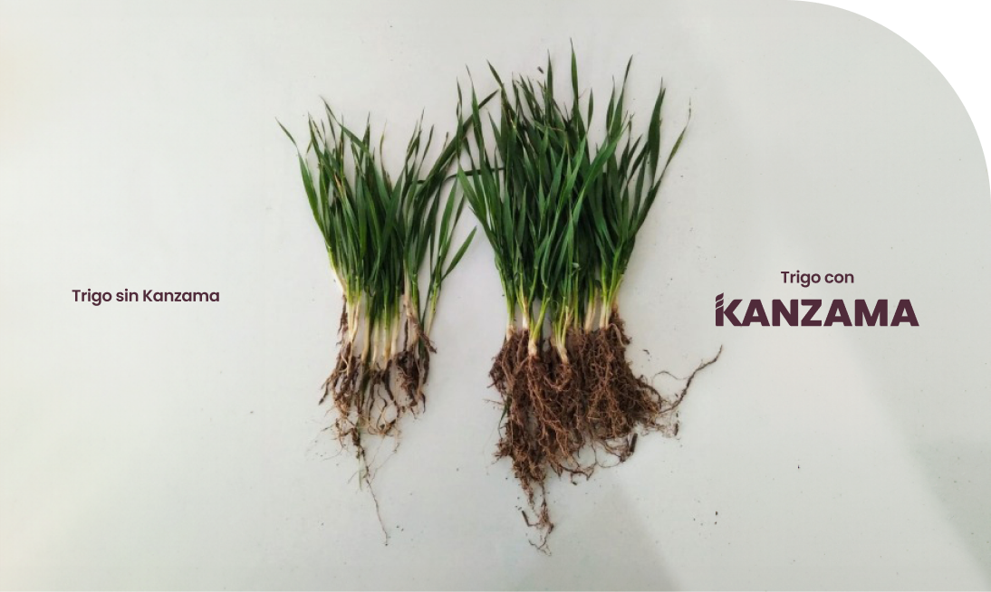 kanzama test